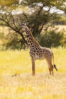 Safari-58.jpg