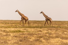 Safari Tag 1-289.jpg