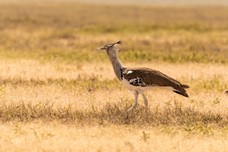 Safari Tag 1-294.jpg