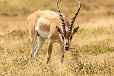 Safari Tag 1-305.jpg