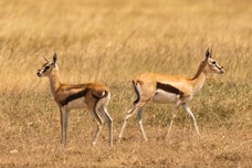 Safari Tag 1-328.jpg