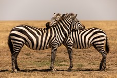 Safari Tag 1-338.jpg