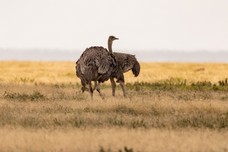 Safari Tag 1-342.jpg