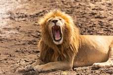 Safari Tag 1-395.jpg