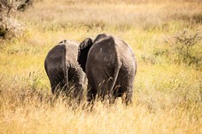 Safari Tag 1-489.jpg