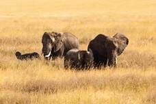 Safari Tag 1-493.jpg