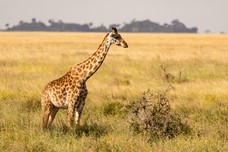 Safari Tag 1-507.jpg