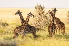 Safari Tag 1-513.jpg