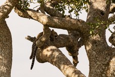 Safari Tag 1-524.jpg