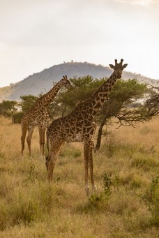 Safari Tag 1-572.jpg