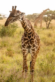 Safari Tag 1-586.jpg