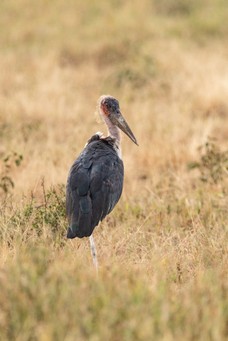 Safari Tag 1-611.jpg