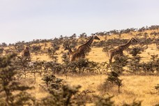Safari Tag 1-65.jpg