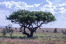 Safari Tag 1-683.jpg