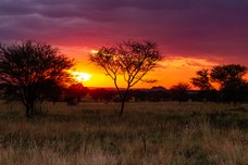 Safari Tag 1-697.jpg