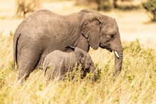 Safari Tag 2-125.jpg