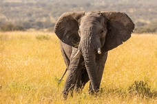 Safari Tag 2-192.jpg