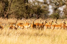 Safari Tag 2-216.jpg