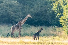 Safari Tag 2-24.jpg