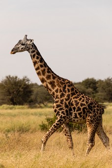 Safari Tag 2-269.jpg