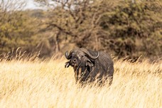 Safari Tag 2-30.jpg