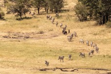 Safari Tag 2-369.jpg