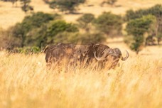 Safari Tag 2-3.jpg