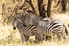 Safari Tag 2-472.jpg