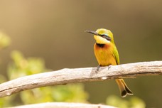 Safari Tag 2-512.jpg