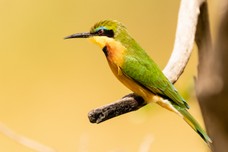 Safari Tag 2-521.jpg