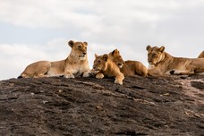 Safari Tag 2-662.jpg