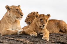 Safari Tag 2-668.jpg