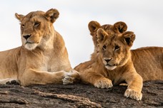 Safari Tag 2-671.jpg