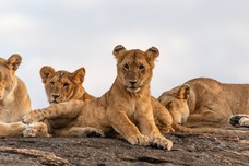 Safari Tag 2-701.jpg