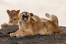 Safari Tag 2-846.jpg