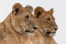 Safari Tag 2-885.jpg