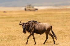 Safari Tag 3-186.jpg