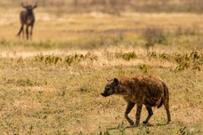 Safari Tag 3-210.jpg