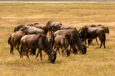 Safari Tag 3-362.jpg