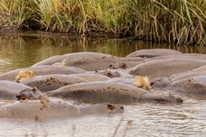 Safari Tag 3-400.jpg