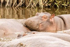 Safari Tag 3-436.jpg