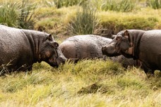 Safari Tag 3-460.jpg