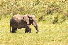 Safari Tag 3-538.jpg