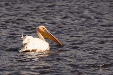 Safari Tag 3-556.jpg