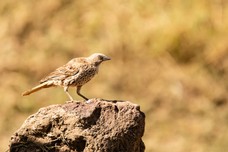 Safari Tag 3-589.jpg