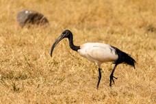 Safari Tag 3-596.jpg