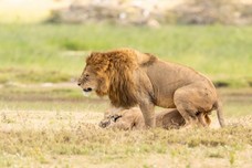 Safari Tag 3-695.jpg