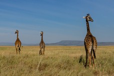 Safari Tag 3-831.jpg