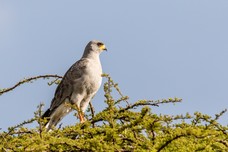 Safari Tag 4-111.jpg