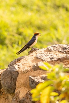 Safari Tag 4-188.jpg